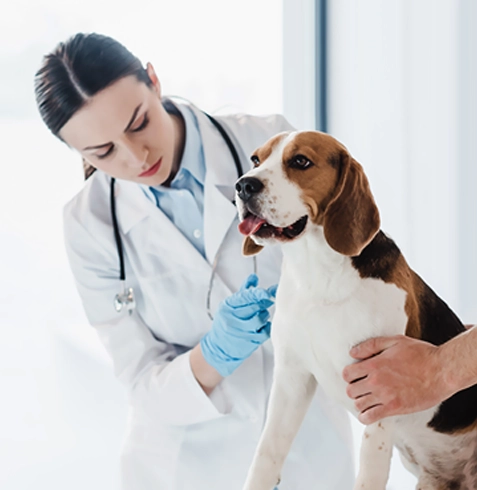 Gaziosmanpaşa Veteriner